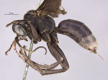 Media type: image;   Entomology 26235 Aspect: habitus lateral view